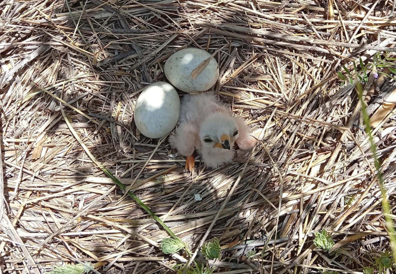 Uno de los pollos nacidos en uno de los nidos monitorizados durante este año. 