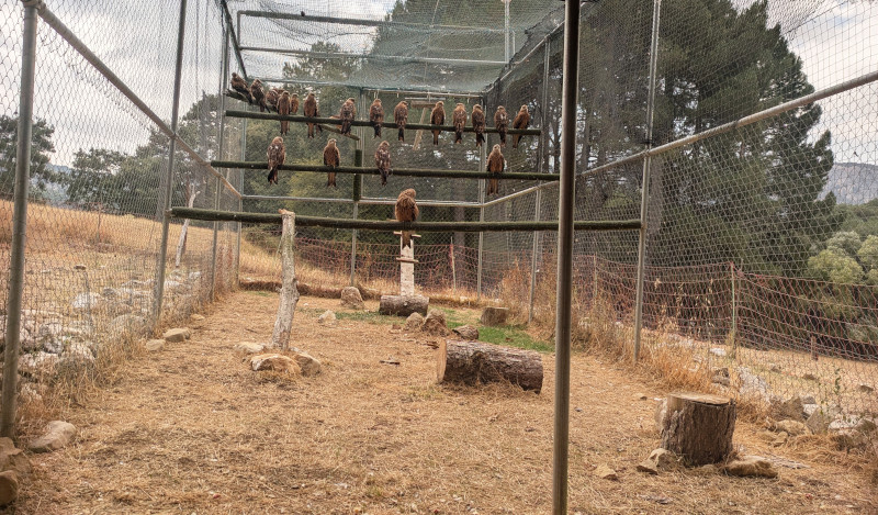 Milanos reales en el Parque Natural de Cazorla (Jaén), ya dispuestos para un periodo de aclimatación de varios meses antes de ser liberados.