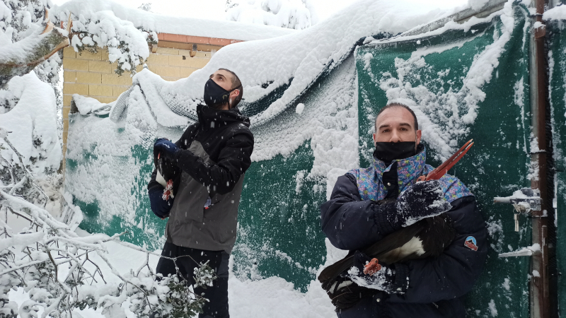 Jorge y Sergio rescatan a las cigüeñas negras "Sol" y "Sombra". Serían los primeros de muchos animales salvados.