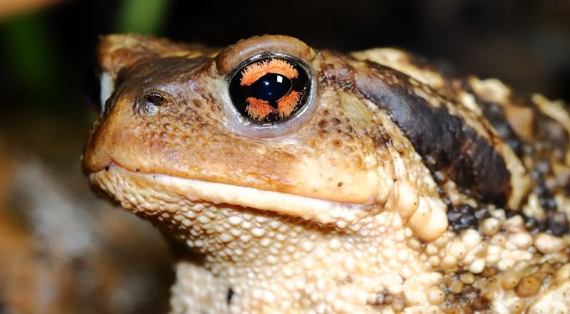 Sapo común fotografiado en las instalaciones de La Casa de Río de Valladolid. Foto: Fernando Blanca / GREFA.