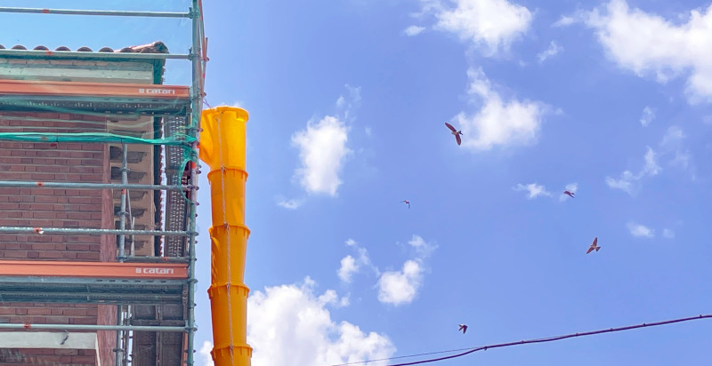 Aviones comunes en vuelo junto al edificio donde nidifican, en obras durante el periodo reproductor.