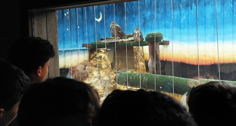 Un grupo de niños contempla el recinto donde viven varios búhos reales en las instalaciones de GREFA.
