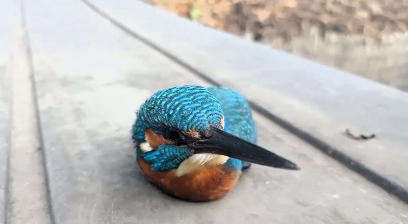 Martín pescador hallado en Valdemorillo (Madrid).