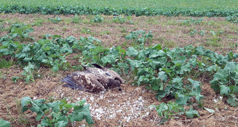 Cadáver de la hembra de pigargo europeo "Valkiria", con su emisor GPS visible, en la zona de Francia donde murió envenenada.