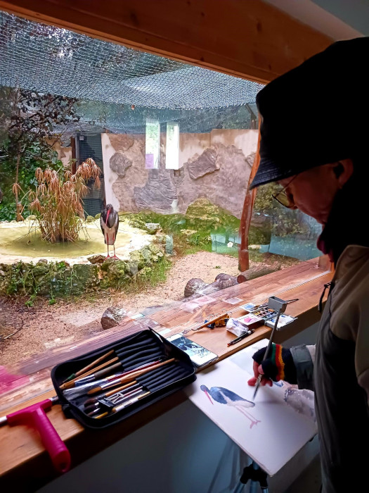 Acuarelista toma como modelo a una de las cigüeñas negras que viven en nuestro centro.