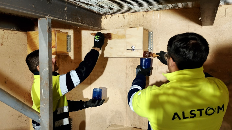 Dos trabajadores de Alstom barnizan una caja nido para cernícalos primilla en el primillar de Pinto (Madrid).