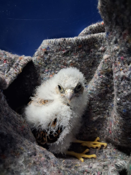 Pollo de cernícalo primilla rescatado tras caer de su nido.