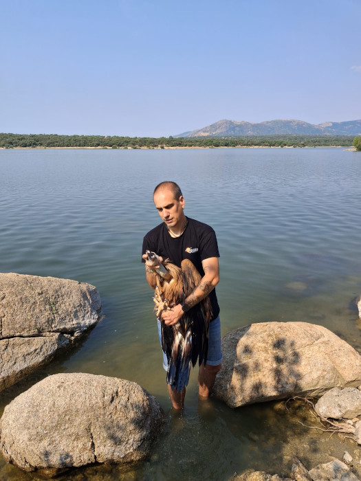 Buitre leonado rescatado en el embalse de Valmayor (Madrid).