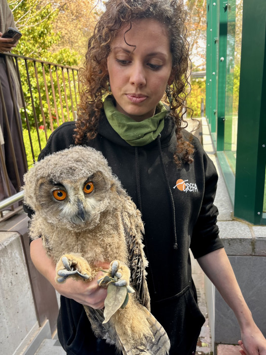 Pollo de búho real herido rescatado en Majadahonda (Madrid).