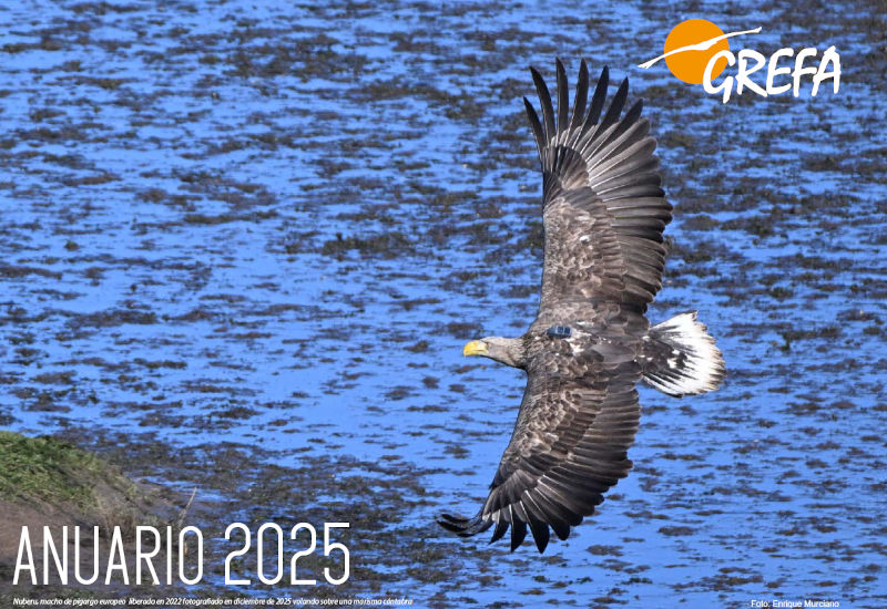 Portada del Anuario 2025 de GREFA, en la que aparece “Nuberu”, pigargo europeo reintroducido, en una imagen del pasado diciembre. Foto: Enrique Murciano / GREFA.