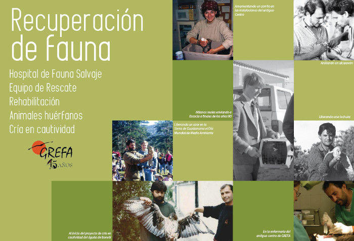 Página de inicio de "Recuperación de fauna", uno de los tres bloques temáticos en los que está dividido el Anuario de GREFA.