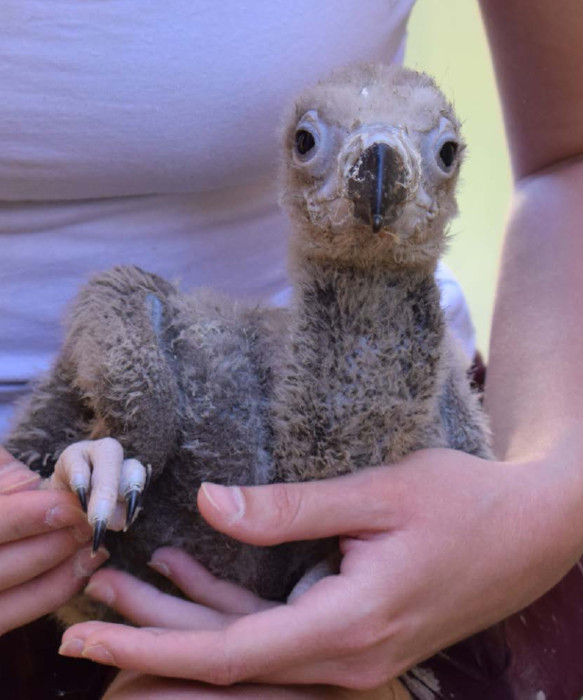 Este pollo de buitre negro nacido en las instalaciones de cría en cautividad de GREFA aparece en una de las fotografías que ilustran nuestro Anuario 2025.