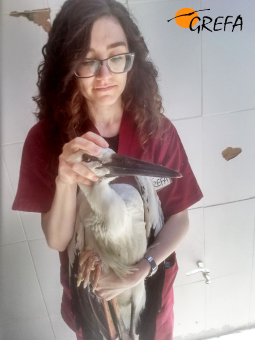 Una voluntaria de GREFA sujeta a "Brunete".