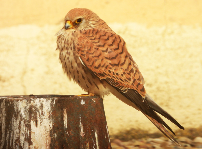 Una hembra de cernícalo primilla se solea en una terraza del silo de Baena (Córdoba). Foto: José María Ayala.
