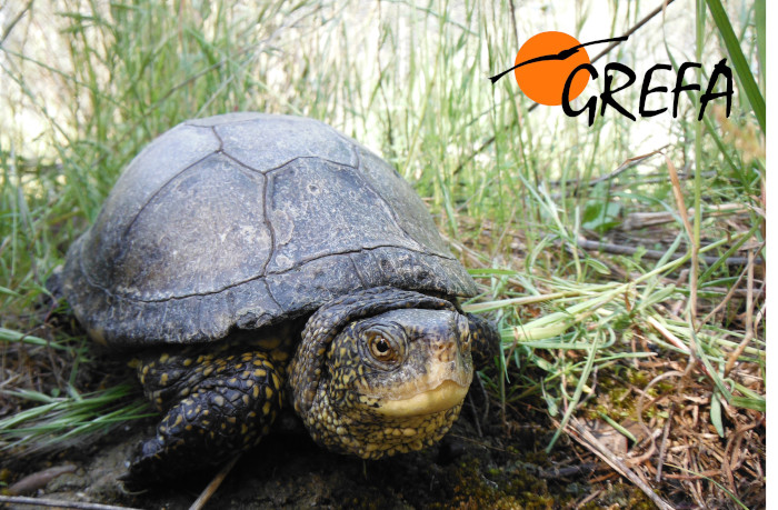 Galápago europeo (adulto&nbsp;reproductor) en el recinto exterior del "Galapagario" de GREFA, dedicado a la cría en cautividad de esta especie amenazada.