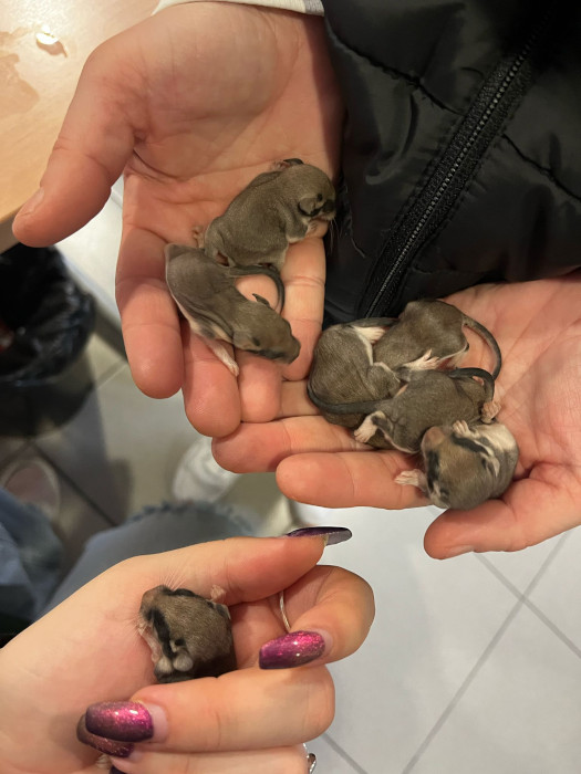 Las siete crías de lirón careto en el momento de ser rescatadas en el concesionario de Alcorcón. Foto: Eva Cabañero.