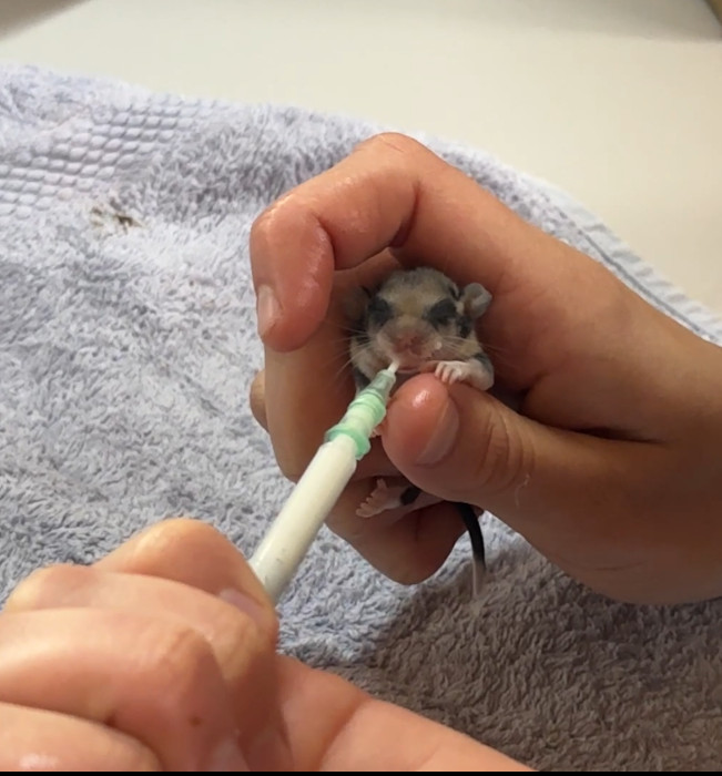 Uno de los cachorros es alimentado con leche mediante una jeringuilla adaptada a modo biberón.