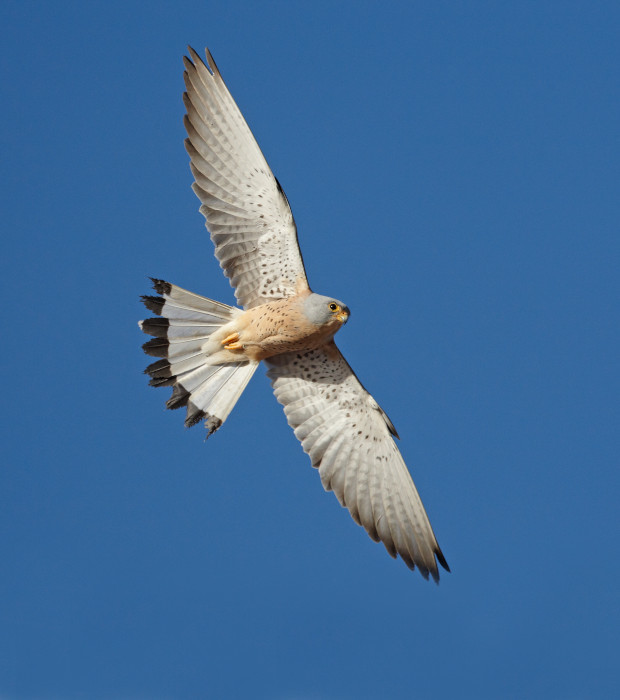 Macho adulto de cernícalo primilla en vuelo.