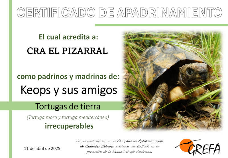 Certificado de apadrinamiento de la tortuga “Keops” por el CRA (Colegio Rural Agrupado) “El Pizarral”.