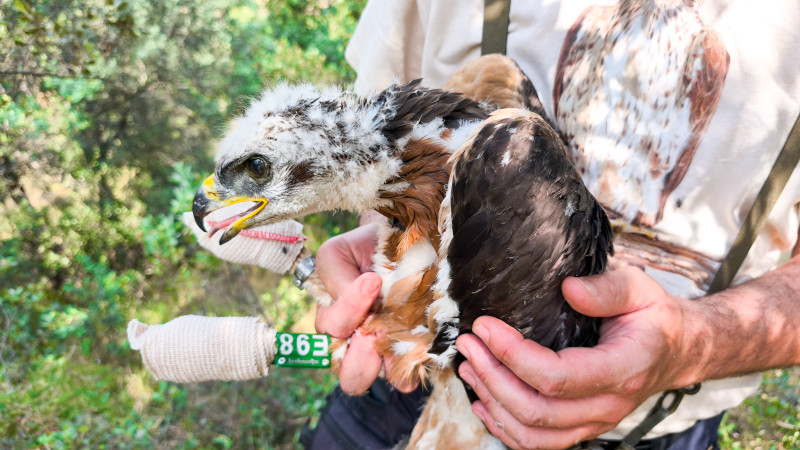 Momento del marcaje con emisor, el pasado 1 de junio, de un pollo de águila de Bonelli cuyo nido acaba de ser ahora destruido por el fuego en la Sierra Oeste de Madrid.