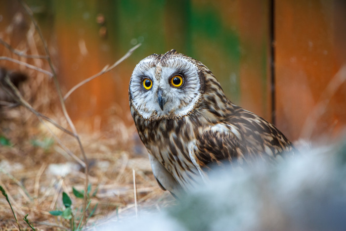 Uno de los búhos campestres irrecuperables, en la instalación existente en el hospital de fauna de GREFA para las aves esteparias.