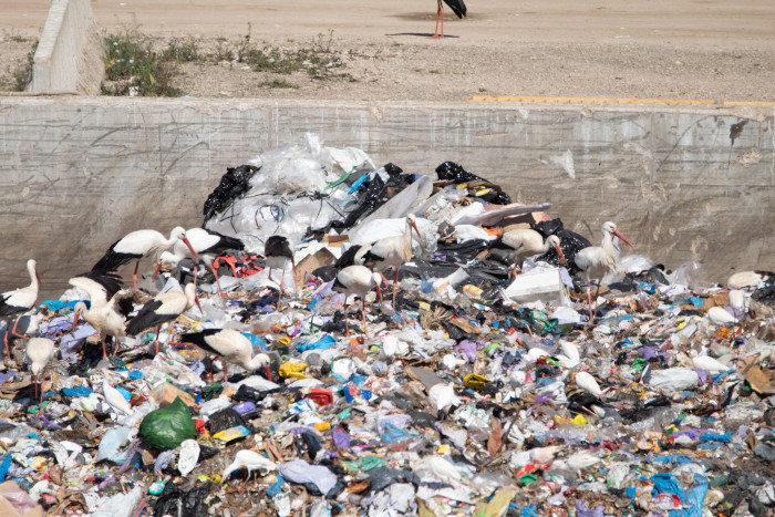 Varias cigüeñas blancas y garcillas bueyeras se alimentan en un vertedero.