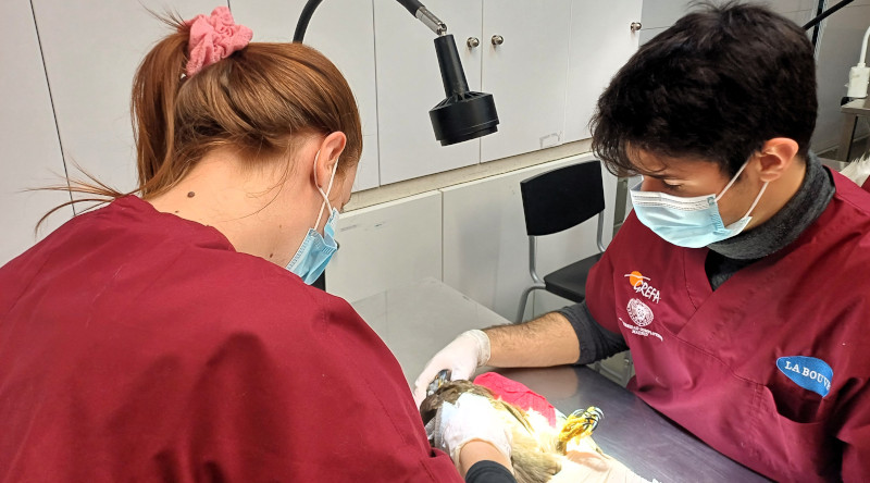 Alumnos de una edición anterior del curso practican técnicas de inmovilización con un animal en el Hospital de Fauna Salvaje de GREFA.