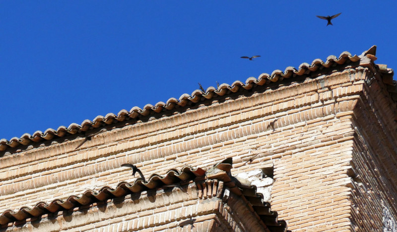 Vencejos entran y salen en nidos instalados en bocatejas ventiladas en la Ermita del Rosario, en Chinchón (Madrid).