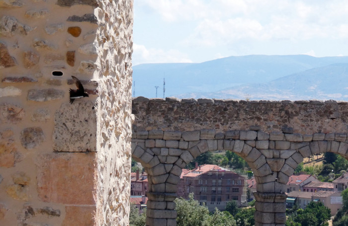Un vencejo en el momento de salir de uno de los nidos construidos por GREFA en la muralla de Segovia.