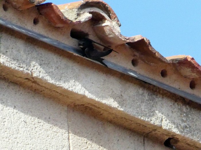 Un vencejo junto a su nido en una bocateja ventilada de la Iglesia de San Esteban, en Segovia.