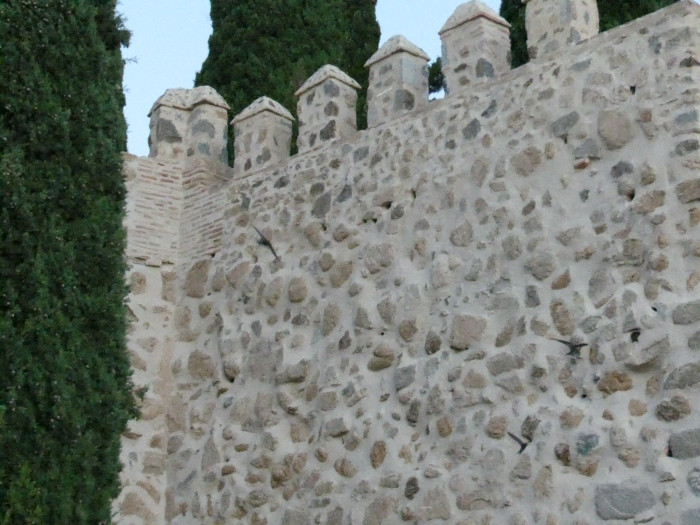 Grupo de vencejos hace uso de algunos de los nidos fabricados durante la reciente rehabilitación de la muaralla de Toledo en su tramo junto al Puente de San Martín.
