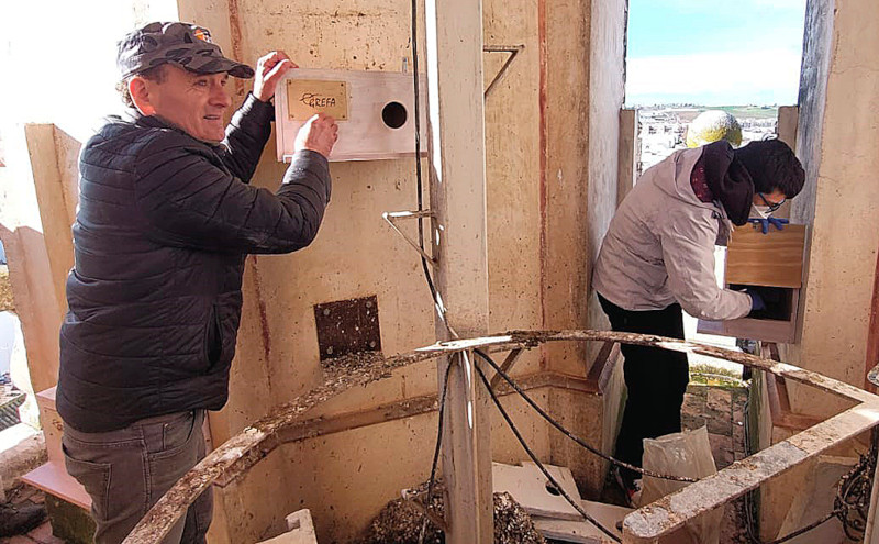Paco a la izquierda y Darío a la derecha, experiencia y savia nueva, trabajando en la colocación de nidales para cernícalo primilla en la iglesia de Santiago de Écija (Sevilla). Foto: Luis Jiménez.