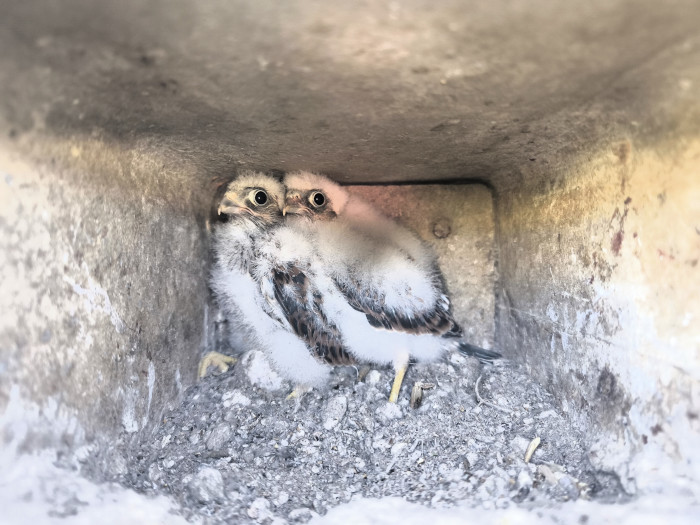 Dos pollos de cernícalo primilla en el primillar de Quer.