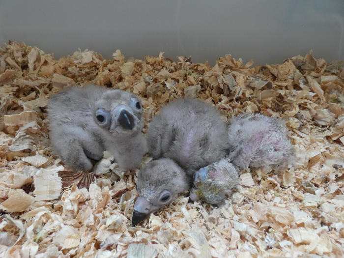 Tres pollos de buitre negro nacidos en 2026 en el centro de cría de GREFA, que serán destinados al proyecto LIFE Rhodope Vulture en el futuro.