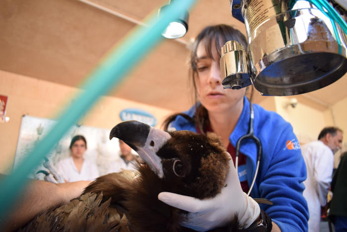 Una veterinaria de GREFA revisa uno de los buitres negros que han sido recientemente trasladados a los Montes Ródopes.