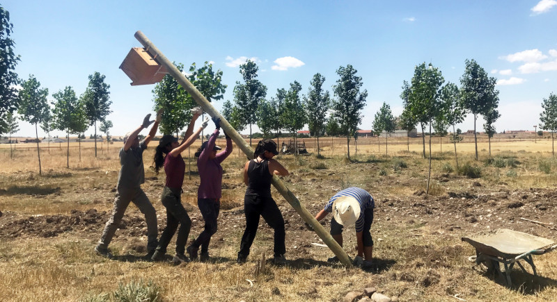GREFA instala cajas nidos para favorecer a aves rapaces que depredan sobre roedores que forman plagas dañinas para la agricultura, como los topillos. El centro de investigación IREC, de Ciudad Real, galardonado con uno de los Premios GREFA - 45 Aniversario, ha colaborado con GREFA en esta labor.