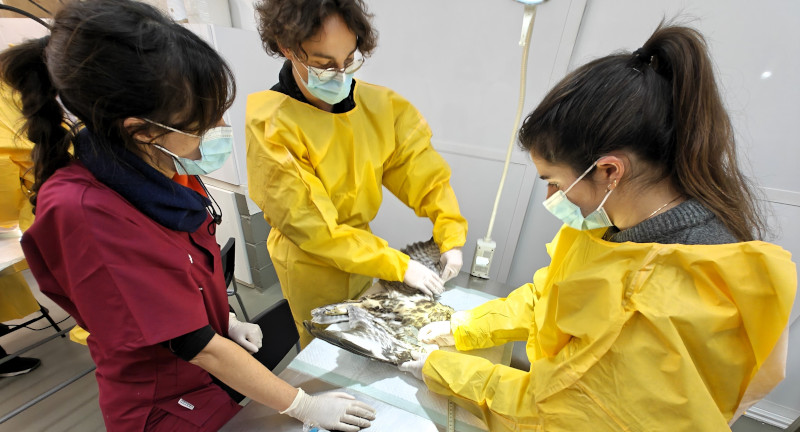 “Workshop” de fisioterapia en aves silvestres coordinado por GREFA durante el Máster de Formación Permanente de Medicina de Fauna Acuática.