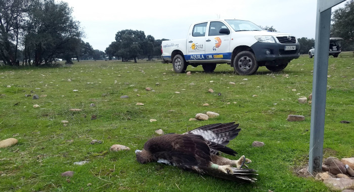 Águila de Bonelli con emisor electrocutada en la provincia de Toledo.