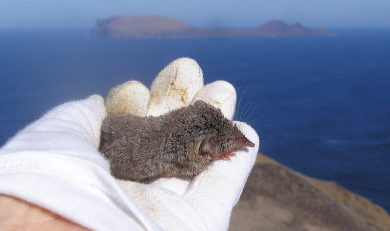 Musaraña canaria fotografiada en mano durante la campaña de investigación en Montaña Clara.