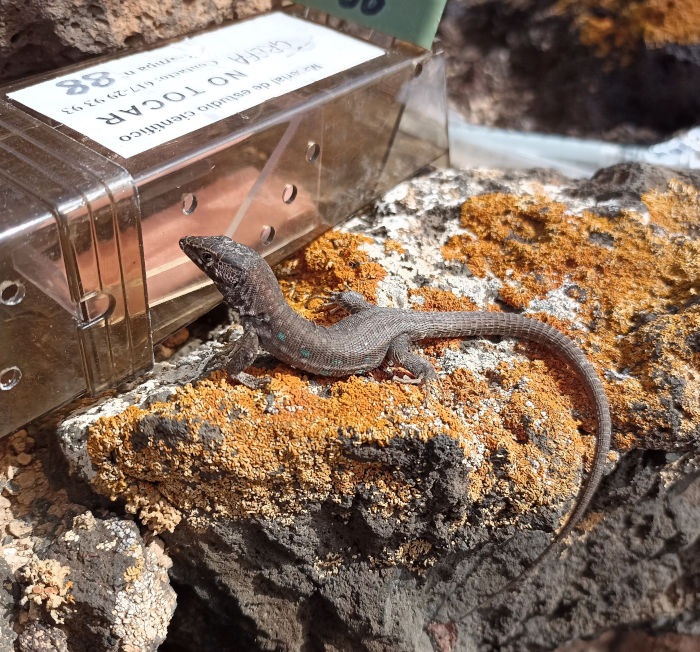 Lagarto atlántico, endémico de las islas Canarias orientales, junto a una trampa para musaraña canaria.