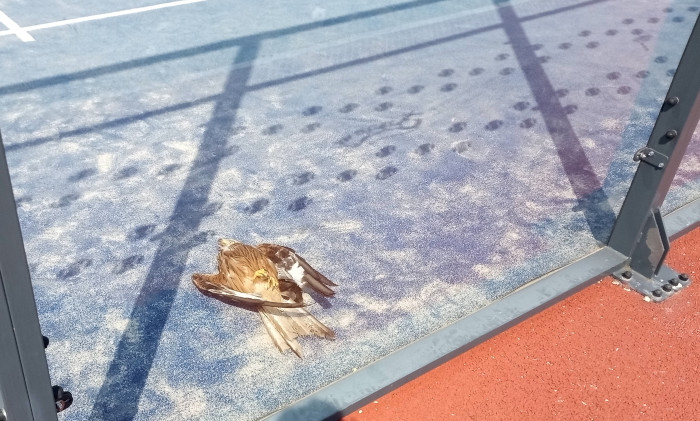 Milano real victima de una colisión en el cristal de una pista de pádel. Esta especie está catalogada en España como "En peligro de extinción".