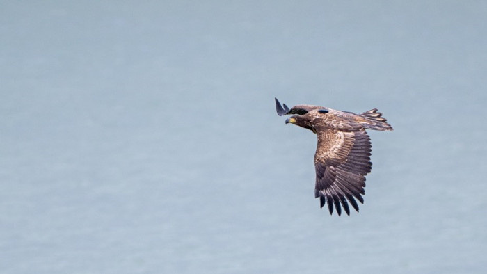 La imagen de "Aquila" se recorta sobre la superficie de un embalse cantábrico.