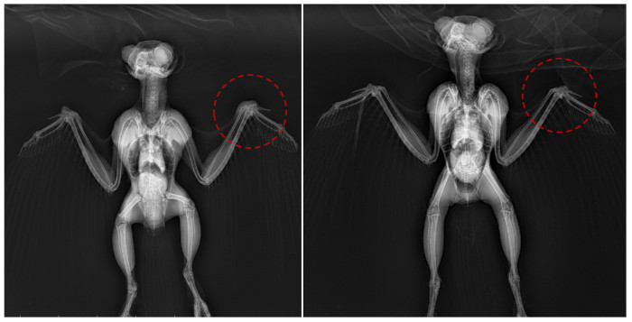 En las radiografías realizadas al cárabo común se aprecia la evolución de la herida en los carpos.