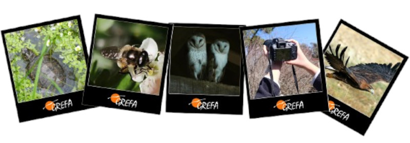 Concurso de fotografía GREFA 45 aniversario