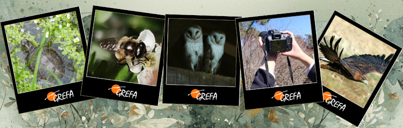 Concurso de fotografía GREFA 45 aniversario