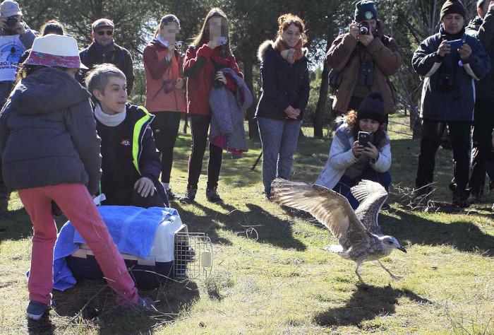 Liberación de una gaviota sombría joven tras su paso por el Hospital de Fauna Salvaje de GREFA.