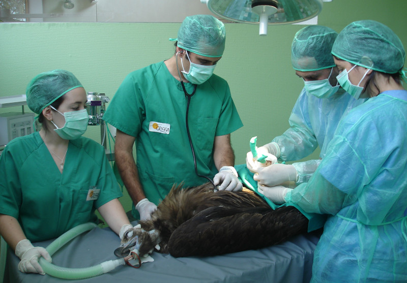 Revisión de un buitre negro en el Hospital de Fauna Silvestre de GREFA.