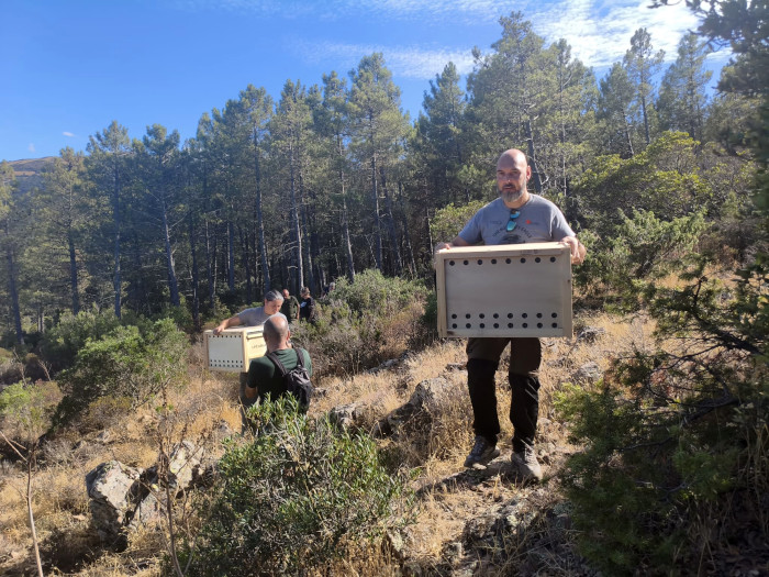 Un técnico de GREFA durante el traslado de las águilas que han sido liberadas.