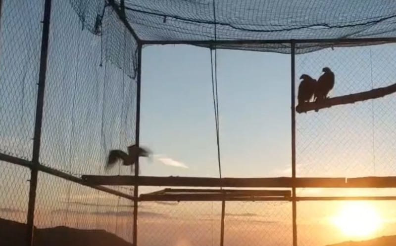 Un águila de bonelli saliendo del hacking para volar en libertad en Cerdeña. 