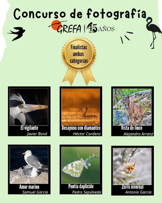 Finalistas del concurso de fotografía de GREFA.
